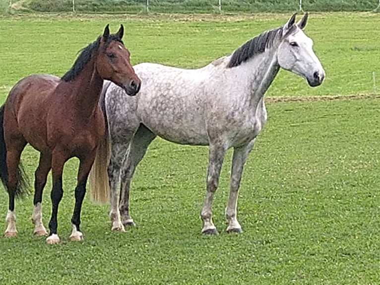 Oldenburger Springpferd Wałach 7 lat 167 cm Siwa jabłkowita in Frücht