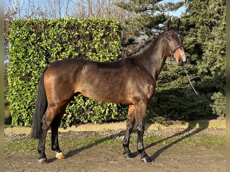 Oldenburger Springpferd Wałach 7 lat 168 cm Ciemnogniada in Oud Gastel