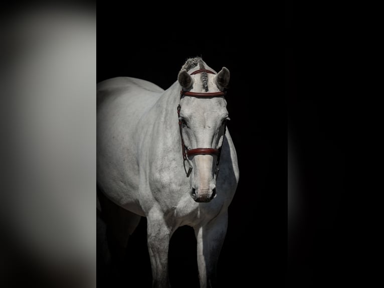 Oldenburger Springpferd Wałach 7 lat 168 cm Siwa in Lastrup