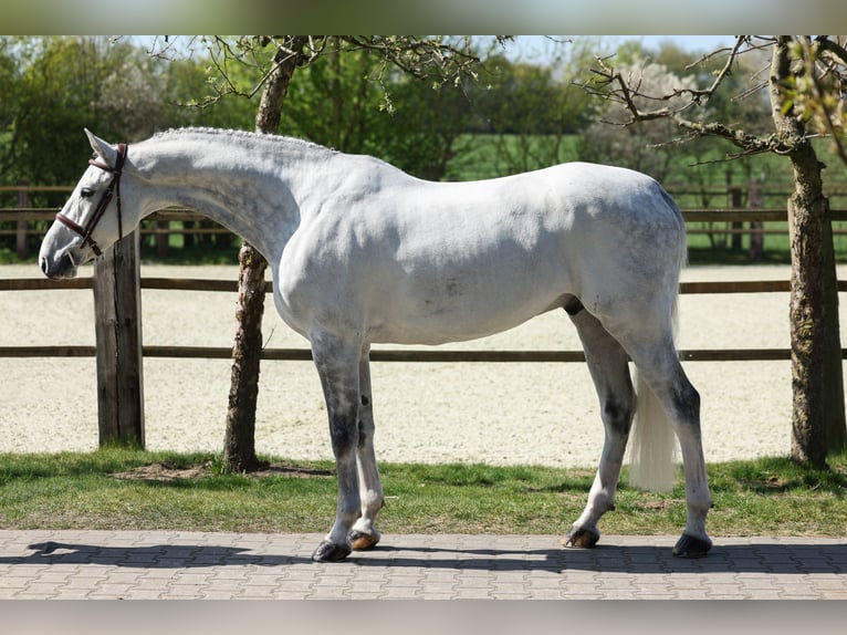Oldenburger Springpferd Wałach 7 lat 168 cm Siwa in Lastrup