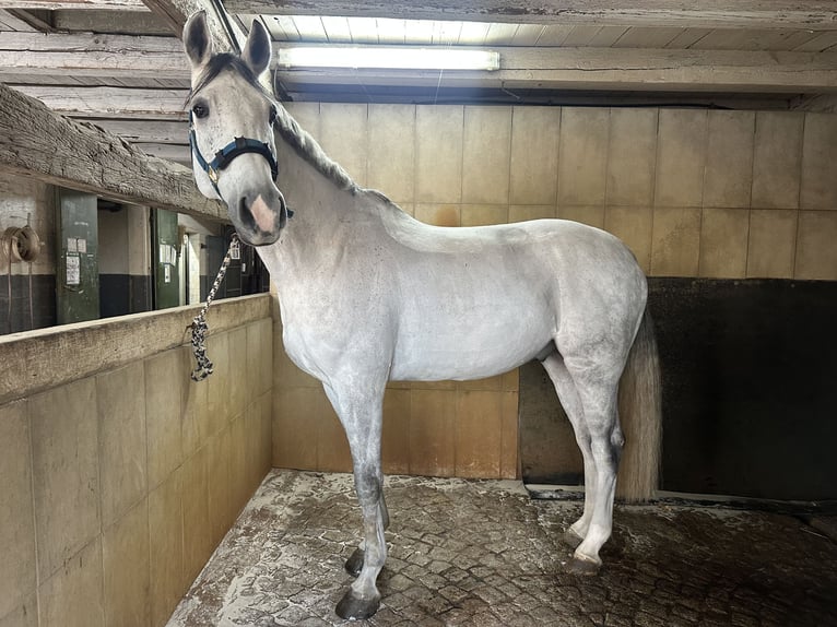 Oldenburger Springpferd Wałach 7 lat 168 cm Siwa jabłkowita in Wunstorf