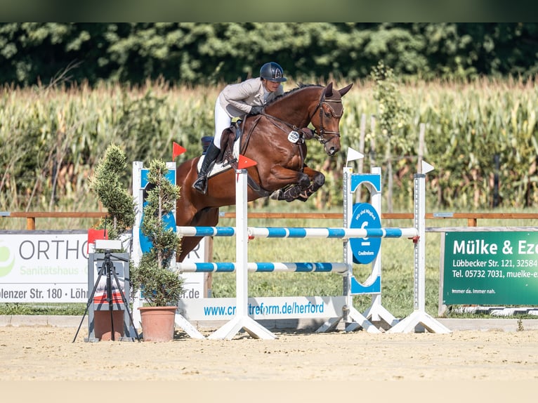 Oldenburger Springpferd Wałach 7 lat 170 cm Gniada in Bielefeld