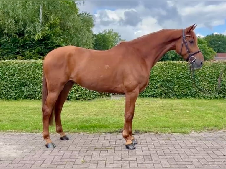 Oldenburger Springpferd Wałach 7 lat 170 cm Kasztanowata in Vechta