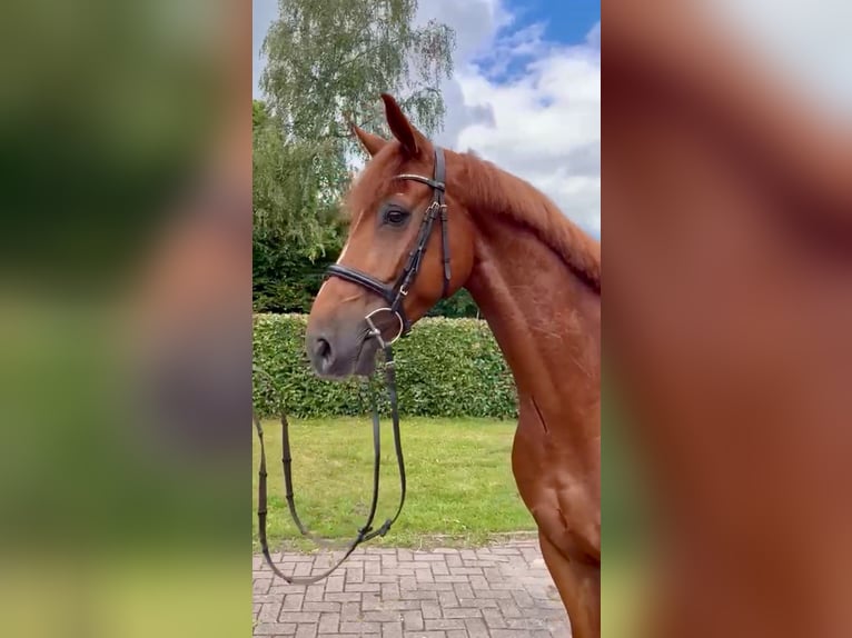 Oldenburger Springpferd Wałach 7 lat 170 cm Kasztanowata in Vechta