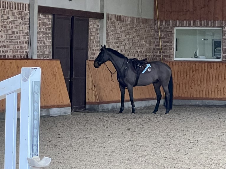 Oldenburger Springpferd Wałach 7 lat 172 cm Skarogniada in Nümbrecht