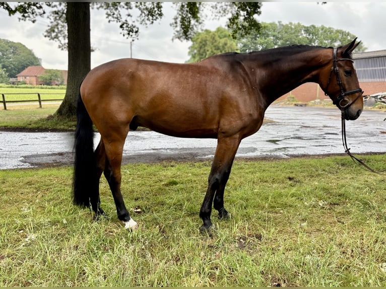 Oldenburger Springpferd Wałach 7 lat 173 cm Gniada in Versmold