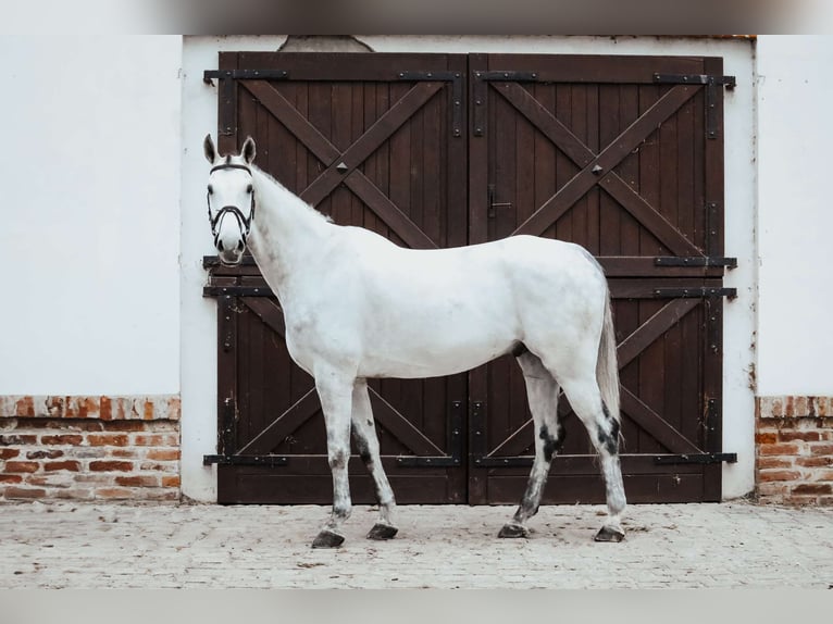 Oldenburger Springpferd Wałach 7 lat 173 cm Siwa in K&#xF3;rnik