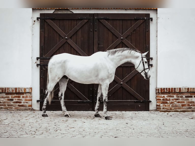 Oldenburger Springpferd Wałach 7 lat 173 cm Siwa in K&#xF3;rnik