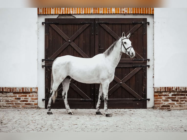 Oldenburger Springpferd Wałach 7 lat 173 cm Siwa in K&#xF3;rnik
