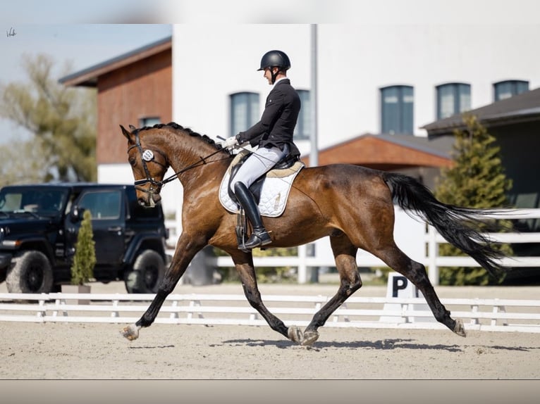 Oldenburger Springpferd Wałach 7 lat 175 cm Gniada in Kościno