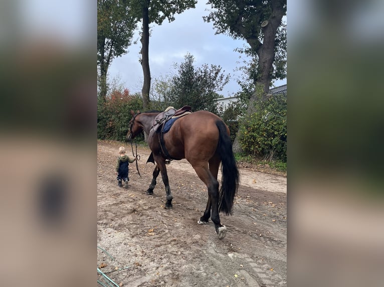 Oldenburger Springpferd Wałach 7 lat 180 cm Gniada in Apen