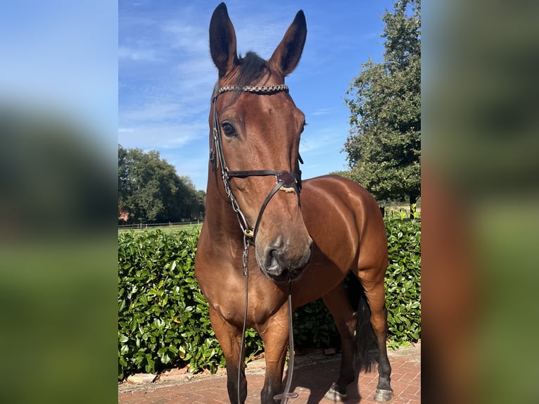 Oldenburger Springpferd Wałach 7 lat 180 cm Gniada in Apen