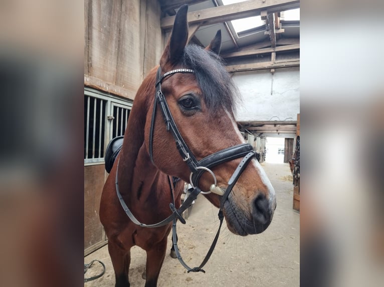 Oldenburger Springpferd Wałach 8 lat 165 cm Gniada in Bissendorf