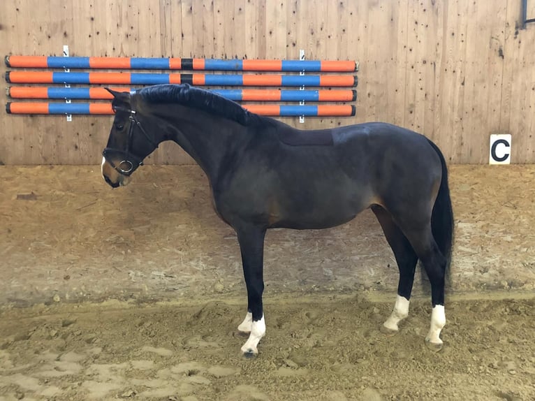 Oldenburger Springpferd Wałach 8 lat 165 cm Gniada in Lachendorf