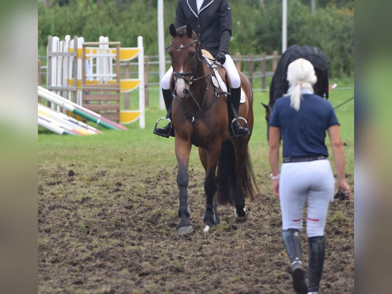 Oldenburger Springpferd Wałach 8 lat 168 cm Gniada in Südbrookmerland Victorbur