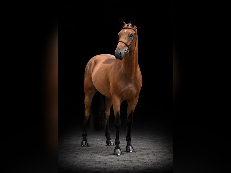 Oldenburger Springpferd Wałach 8 lat 170 cm Gniada in Zülpich