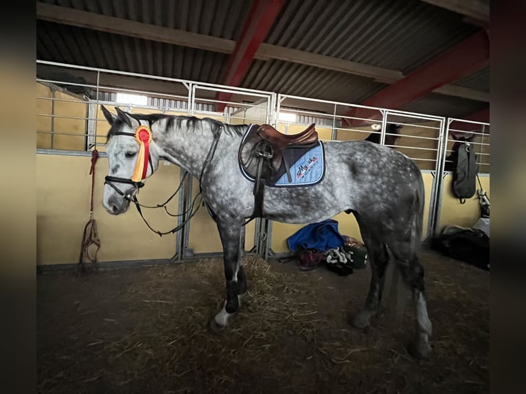 Oldenburger Springpferd Wałach 9 lat 167 cm Siwa in Elmenhorst