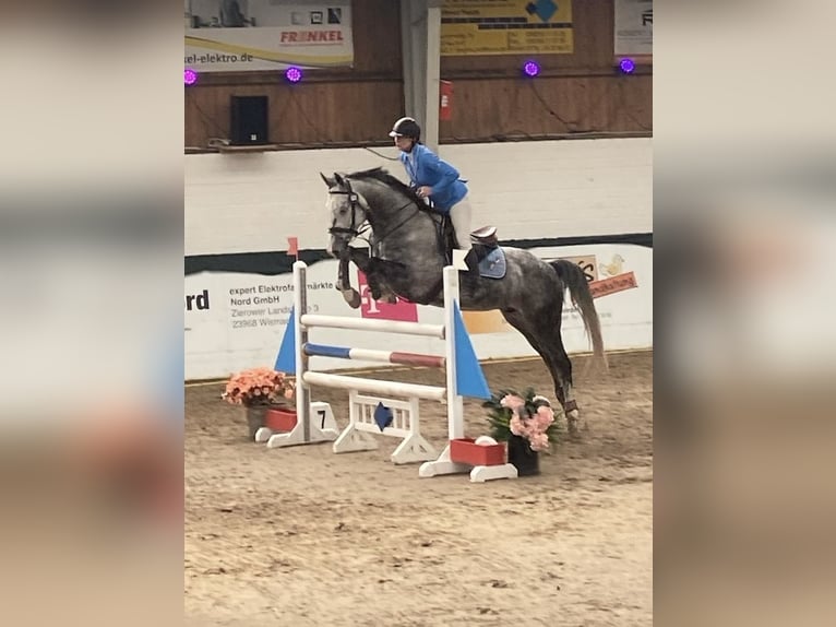 Oldenburger Springpferd Wałach 9 lat 167 cm Siwa in Elmenhorst
