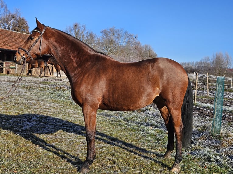 Oldenburger Springpferd Wałach 9 lat 168 cm Gniada in Wessobrunn