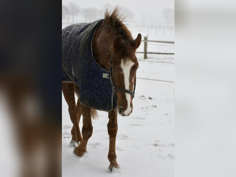 Oldenburger Springpferd Wałach 9 lat 170 cm Ciemnokasztanowata in Gro&#xDF;enkneten