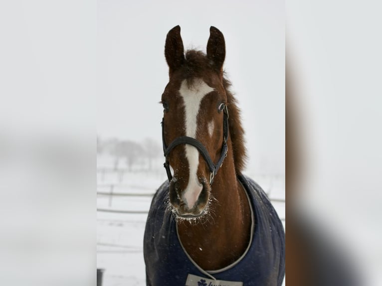 Oldenburger Springpferd Wałach 9 lat 170 cm Ciemnokasztanowata in Gro&#xDF;enkneten