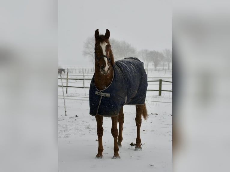 Oldenburger Springpferd Wałach 9 lat 170 cm Ciemnokasztanowata in Gro&#xDF;enkneten