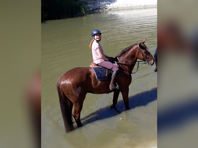 Oldenburger Springpferd Wałach 9 lat 170 cm Ciemnokasztanowata in Gro&#xDF;enkneten