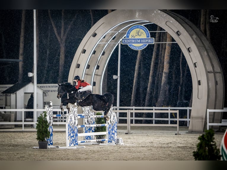 Oldenburger Springpferd Wałach 9 lat 170 cm Kara in Murowana Goślina