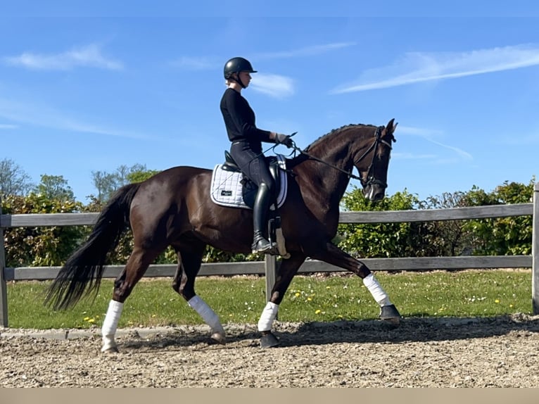 Oldenburger Springpferd Wałach 9 lat 170 cm Kasztanowata in Odense C