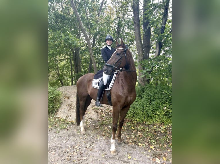 Oldenburger Springpferd Wałach 9 lat 170 cm Kasztanowata in Odense C