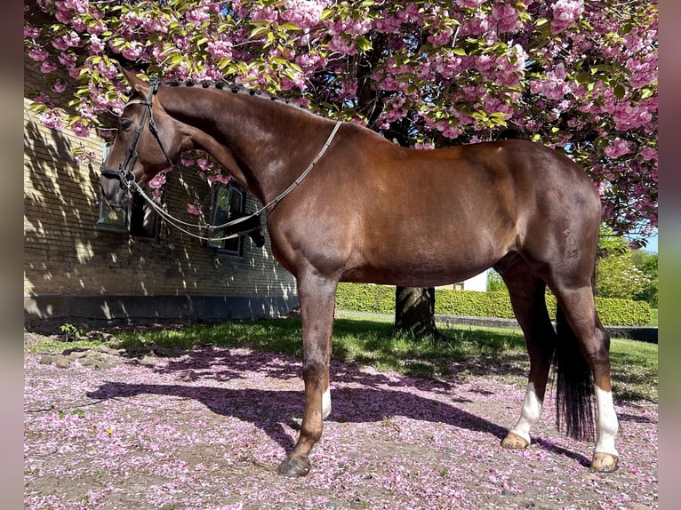 Oldenburger Springpferd Wałach 9 lat 170 cm Kasztanowata in Odense C