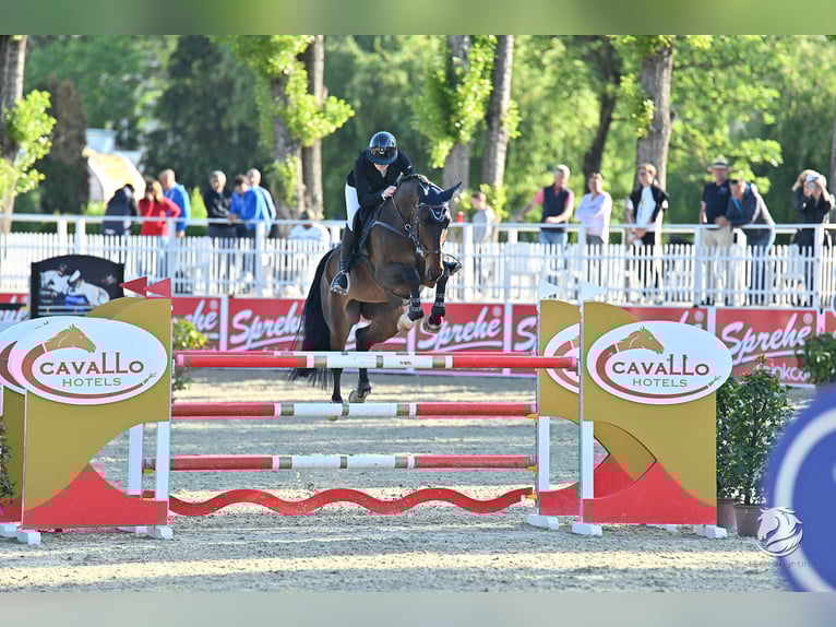 Oldenburger Springpferd Wałach 9 lat 175 cm Ciemnogniada in Richterswil