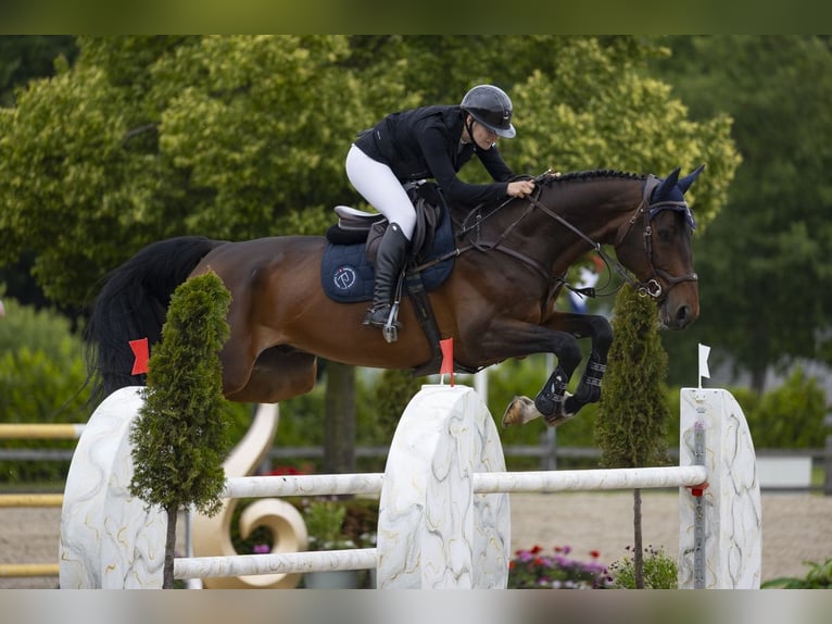 Oldenburger Springpferd Wałach 9 lat 175 cm Ciemnogniada in Richterswil