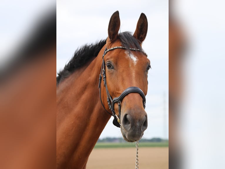 Oldenburger Springpferd Wałach 9 lat 185 cm Gniada in Rommerskirchen