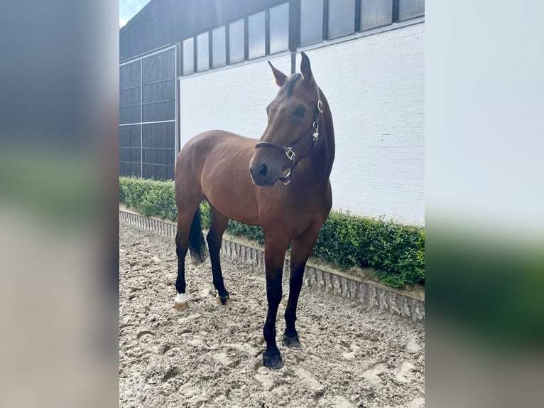 Oldenburger Springpferd Wałach 12 lat 170 cm Gniada in Willich