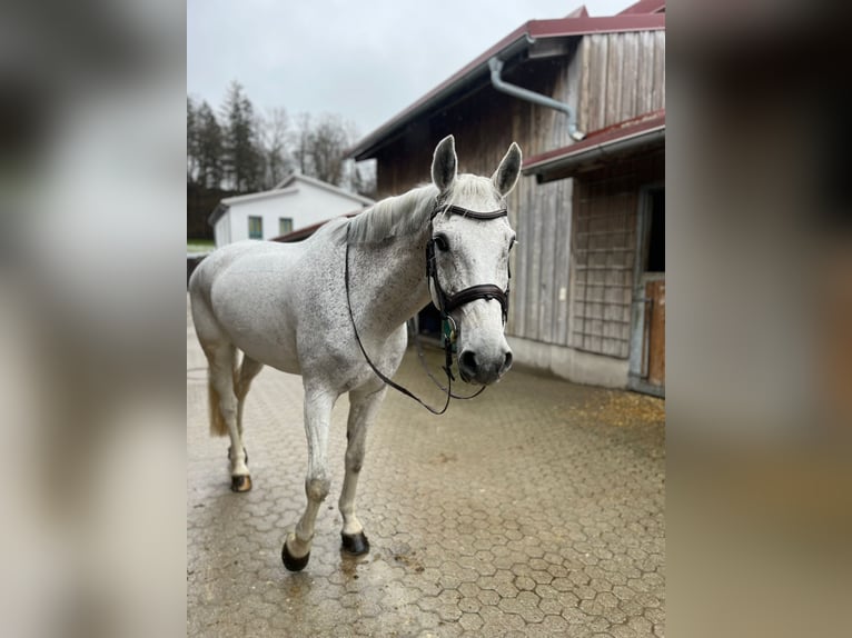 Oldenburger Springpferd Wałach 14 lat 168 cm Siwa in Aying