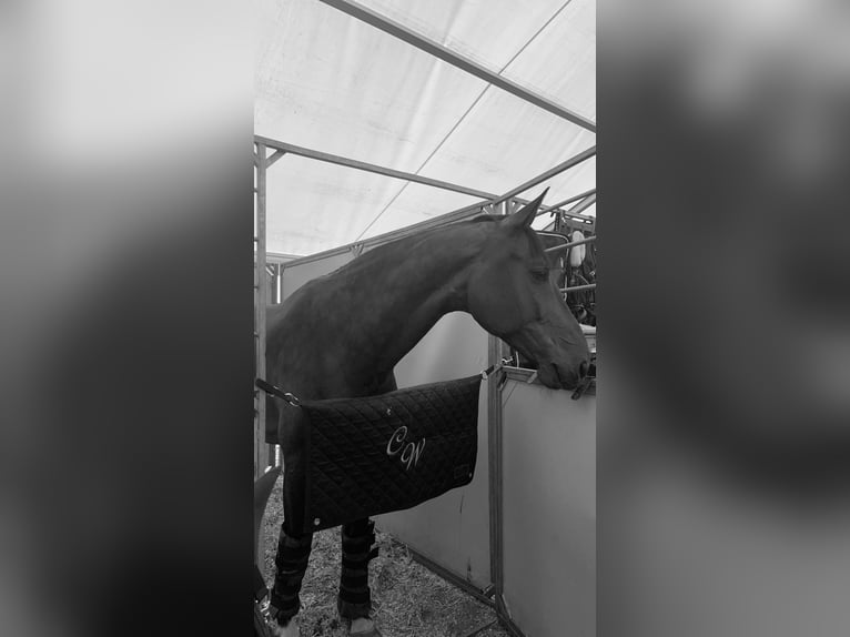 Oldenburger Springpferd Wałach 15 lat 170 cm Gniada in Oberstadion