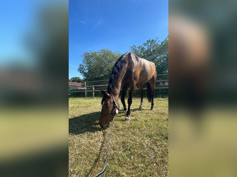 Oldenburger Springpferd Wałach 15 lat 170 cm Gniada in Oberstadion