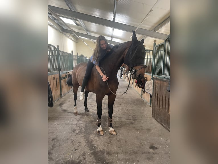 Oldenburger Springpferd Wałach 15 lat 170 cm Gniada in Oberstadion