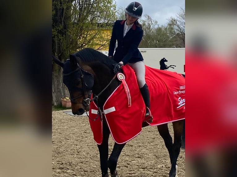 Oldenburger Springpferd Wałach 15 lat 170 cm Gniada in Oberstadion