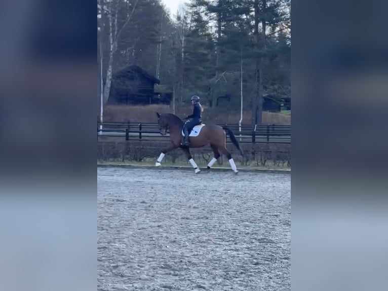 Oldenburger Springpferd Wałach 15 lat 170 cm Gniada in Lommedalen