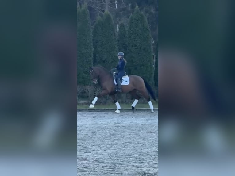 Oldenburger Springpferd Wałach 15 lat 170 cm Gniada in Lommedalen