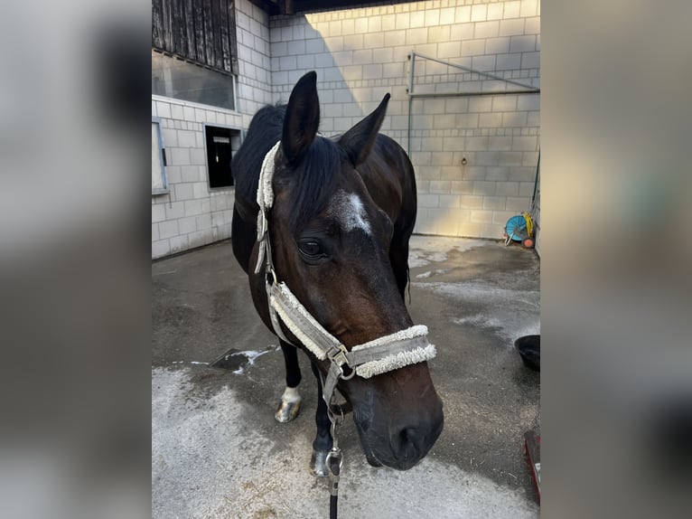 Oldenburger Springpferd Wałach 17 lat 170 cm Ciemnogniada in Durmersheim