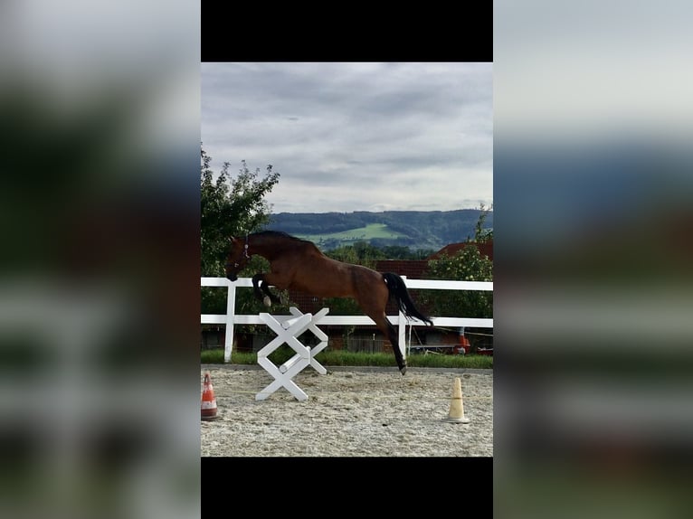 Oldenburger Springpferd Wałach 17 lat 173 cm Gniada in St.Ulrich bei Steyr