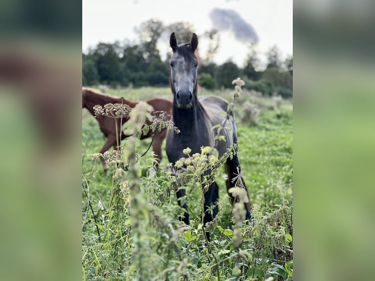 Oldenburger Springpferd Wałach 2 lat 168 cm Siwa in Emmerthal