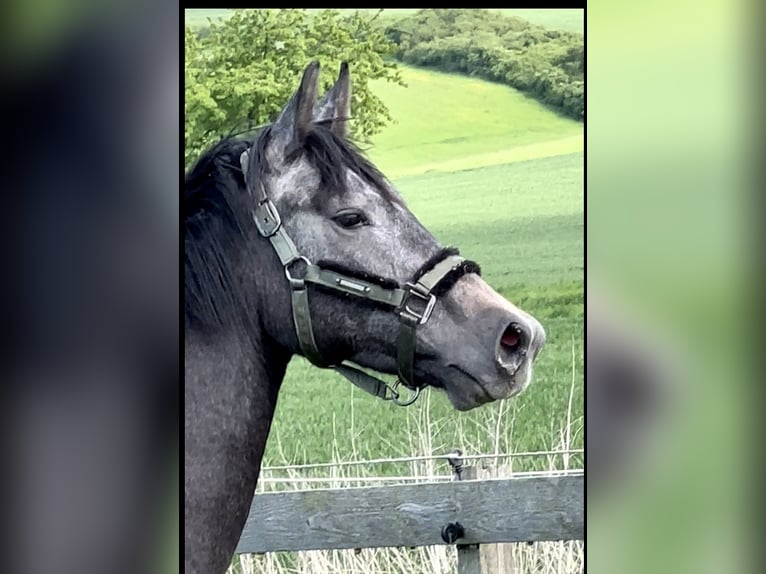 Oldenburger Springpferd Wałach 2 lat 168 cm Siwa in Emmerthal