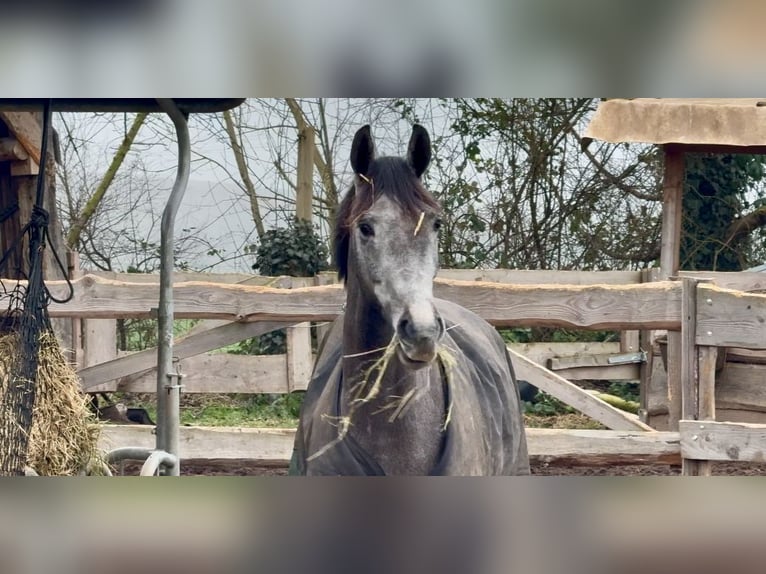 Oldenburger Springpferd Wałach 3 lat 168 cm Siwa in Emmerthal