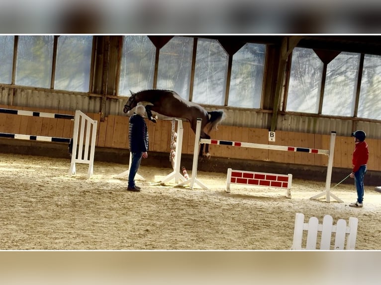 Oldenburger Springpferd Wałach 3 lat 168 cm Siwa in Emmerthal