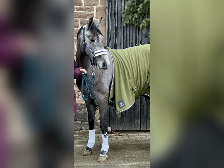 Oldenburger Springpferd Wałach 3 lat 168 cm Siwa in Emmerthal