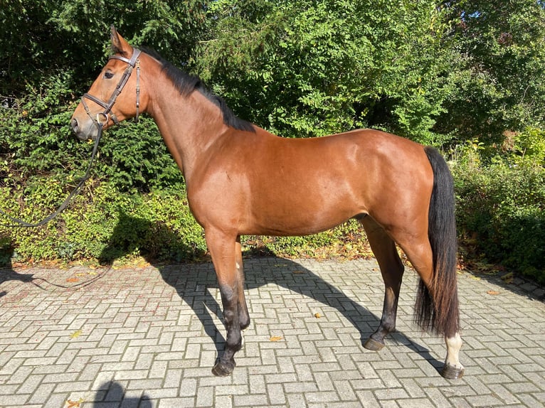 Oldenburger Springpferd Wałach 3 lat 170 cm Gniada in Osnabrück